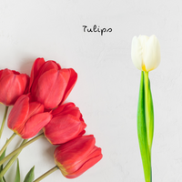 Tulips [Faux Tulips] - Jay's Pretty Little Things For You