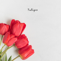 Tulips [Faux Tulips] - Jay's Pretty Little Things For You