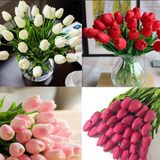 Tulips [Faux Tulips] - Jay's Pretty Little Things For You